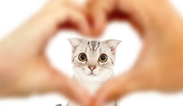 17411596531387905643