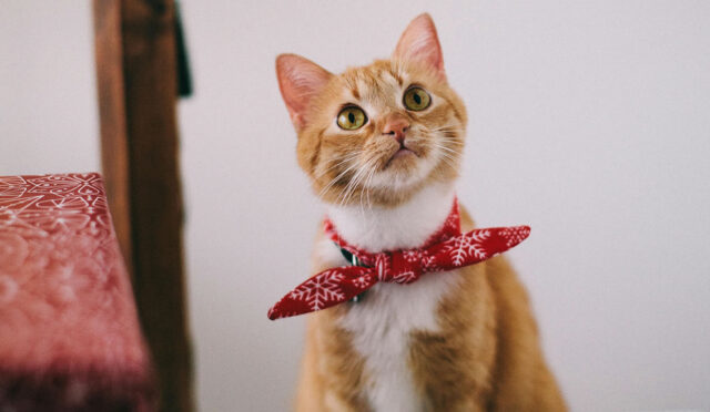 17411622271684238910