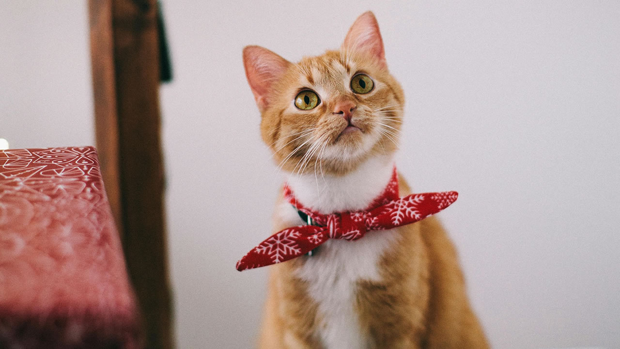 Kediler Neden “Pisi Pisi” Sesine Cevap Verir? “Pisi Pisi” Evrensel Bir Kedi Komutu Mu?