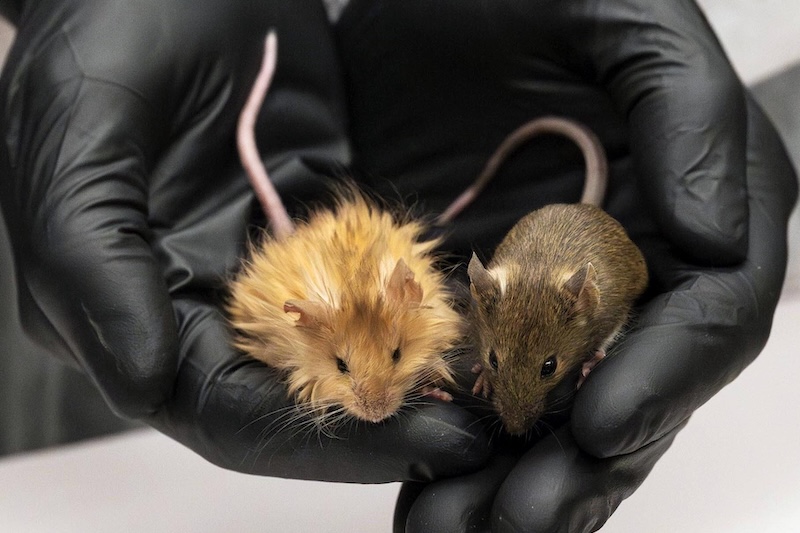 Bilim İnsanları Yanlışlıkla Tüylü Fare İcat Etti! (Evet, Cidden)