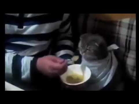 Evcil Hayvan Sahipleri ve Annelik Hormonu: Bilimsel Gerçek mi, Duygusal Yanılsama mı?