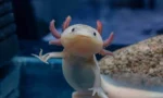 Axolotl Nedir