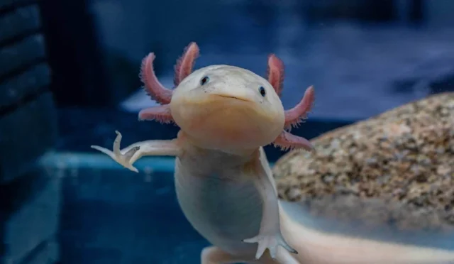 Axolotl Nedir